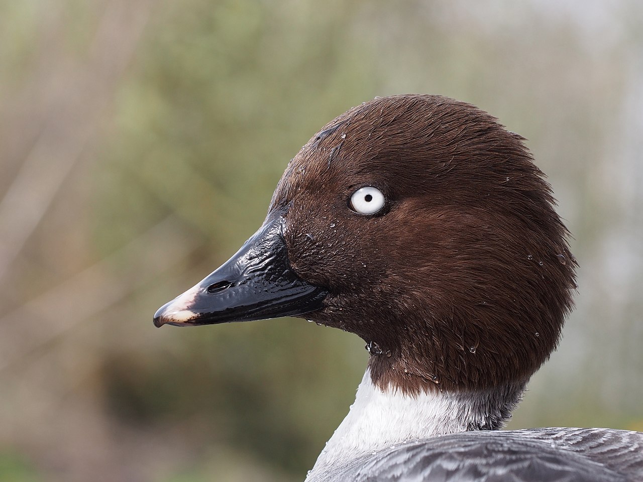 Female Common Goldeneye (hen)