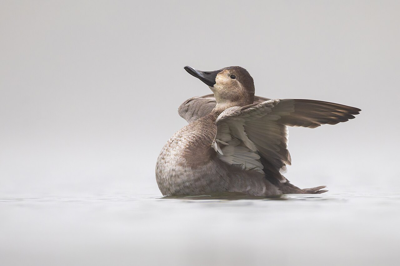Female Common Pochard (hen)
