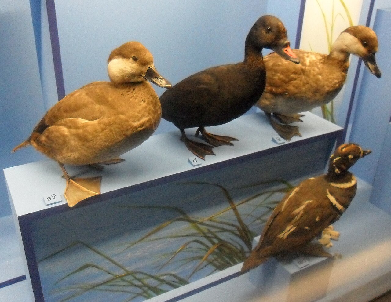 Female Common Scoter (hen)