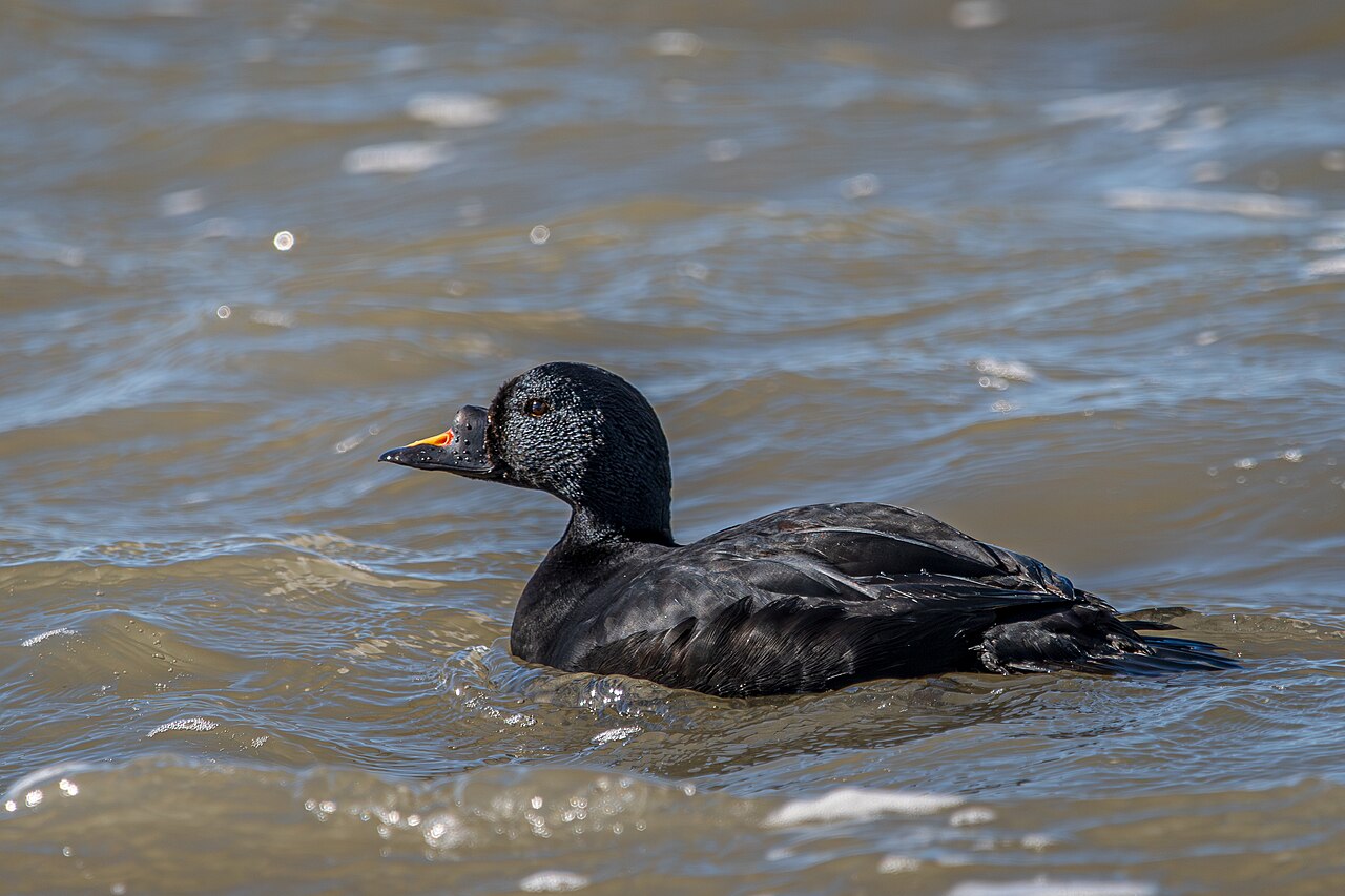 Photo of a Common Scoter (drake)