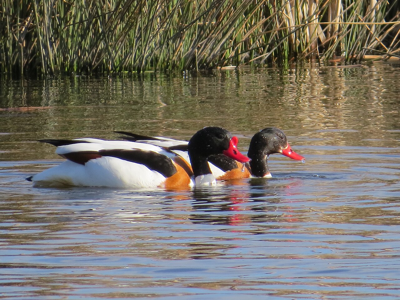 Photo of a Common Shelduck (drake)