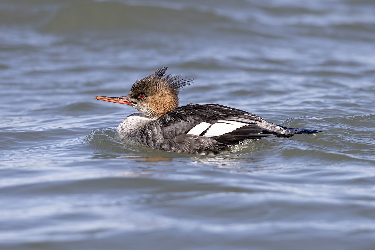 Photo of a Goosander