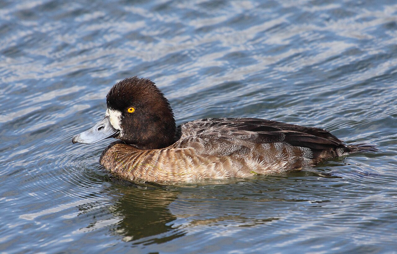 Female Greater Scaup (hen)