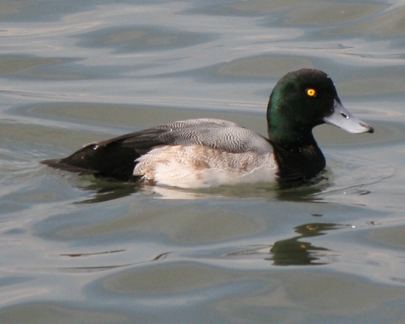 Photo of a Greater Scaup (drake)