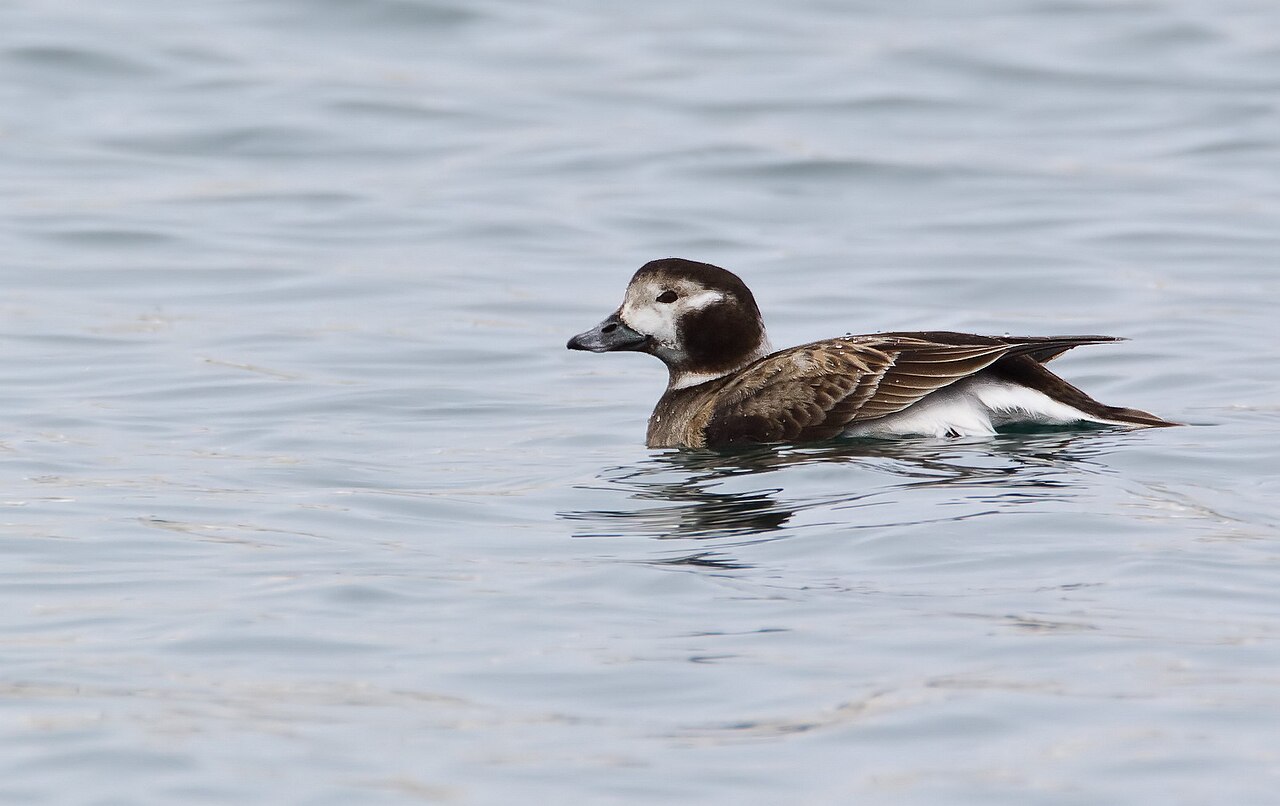 Female Long-tailed Duck (hen)