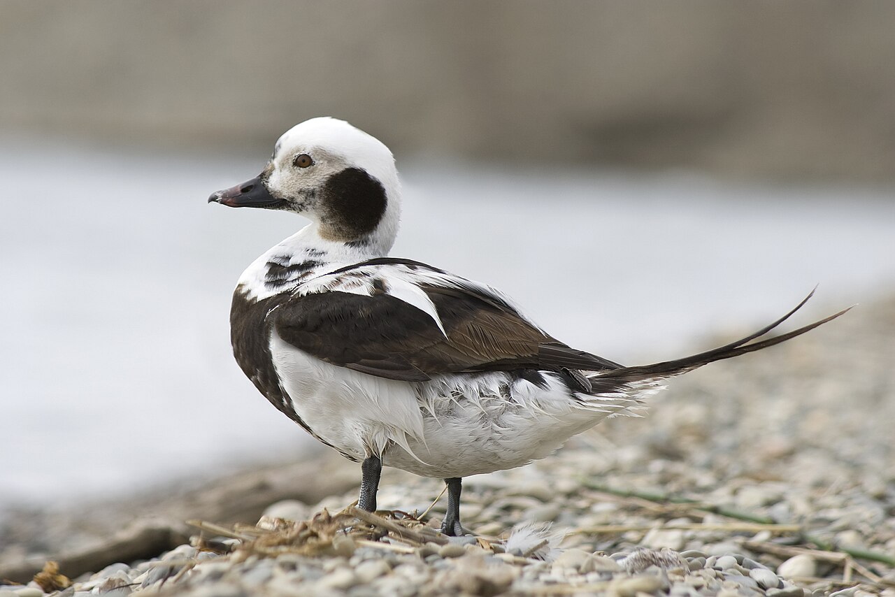 Photo of a Long-tailed Duck (drake)