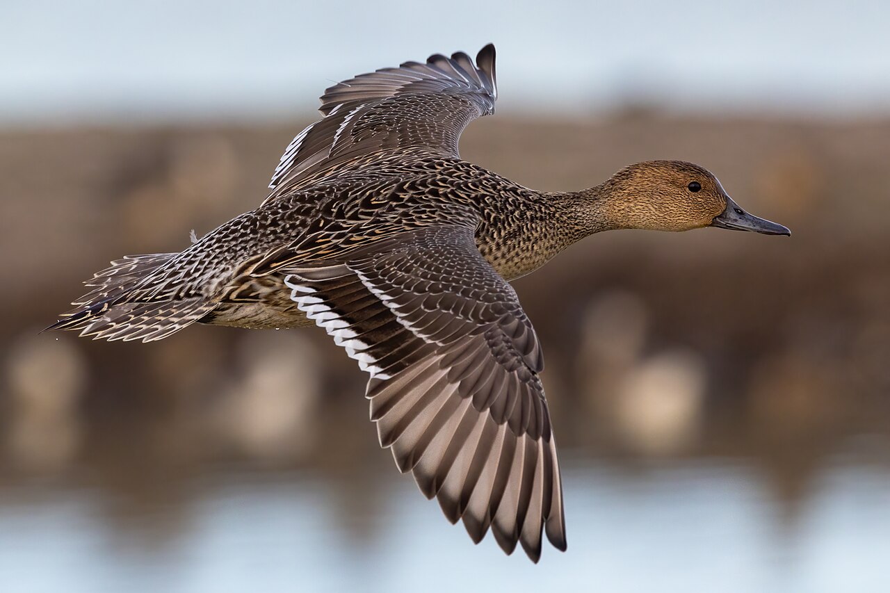 Female Northern Pintail (hen)