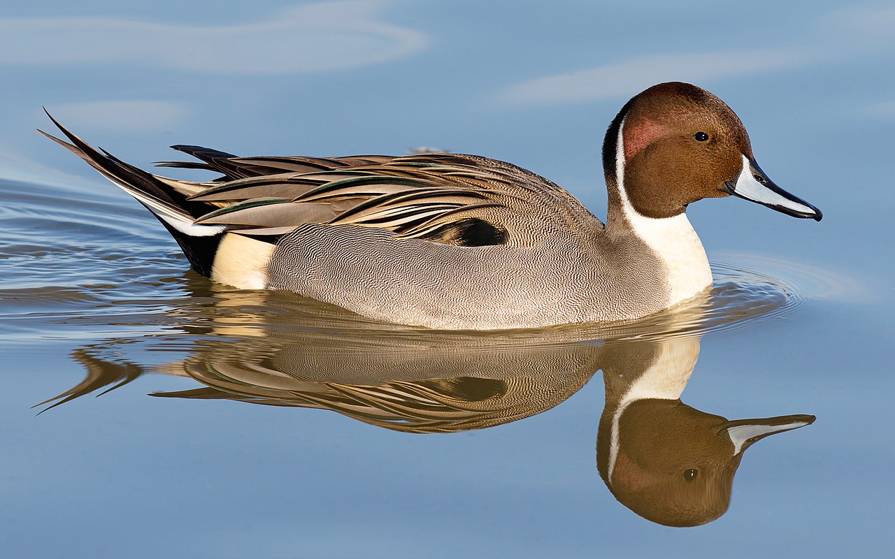 Photo of a Northern Pintail (drake)