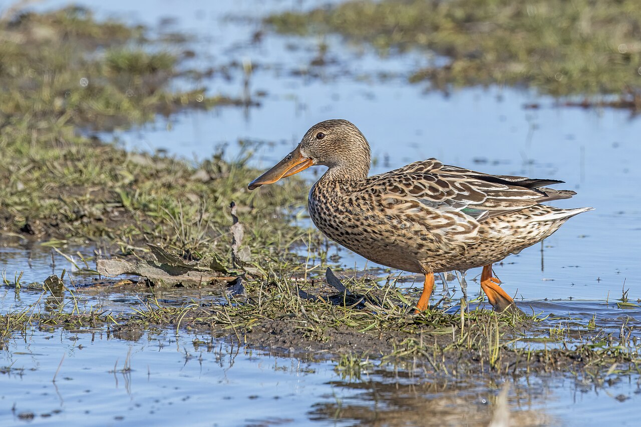 Female Northern Shoveler (hen)