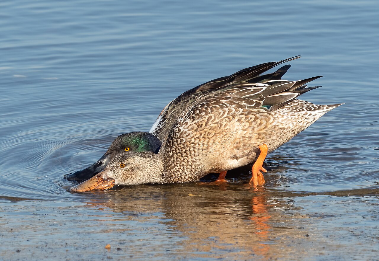 Photo of a Northern Shoveler (drake)