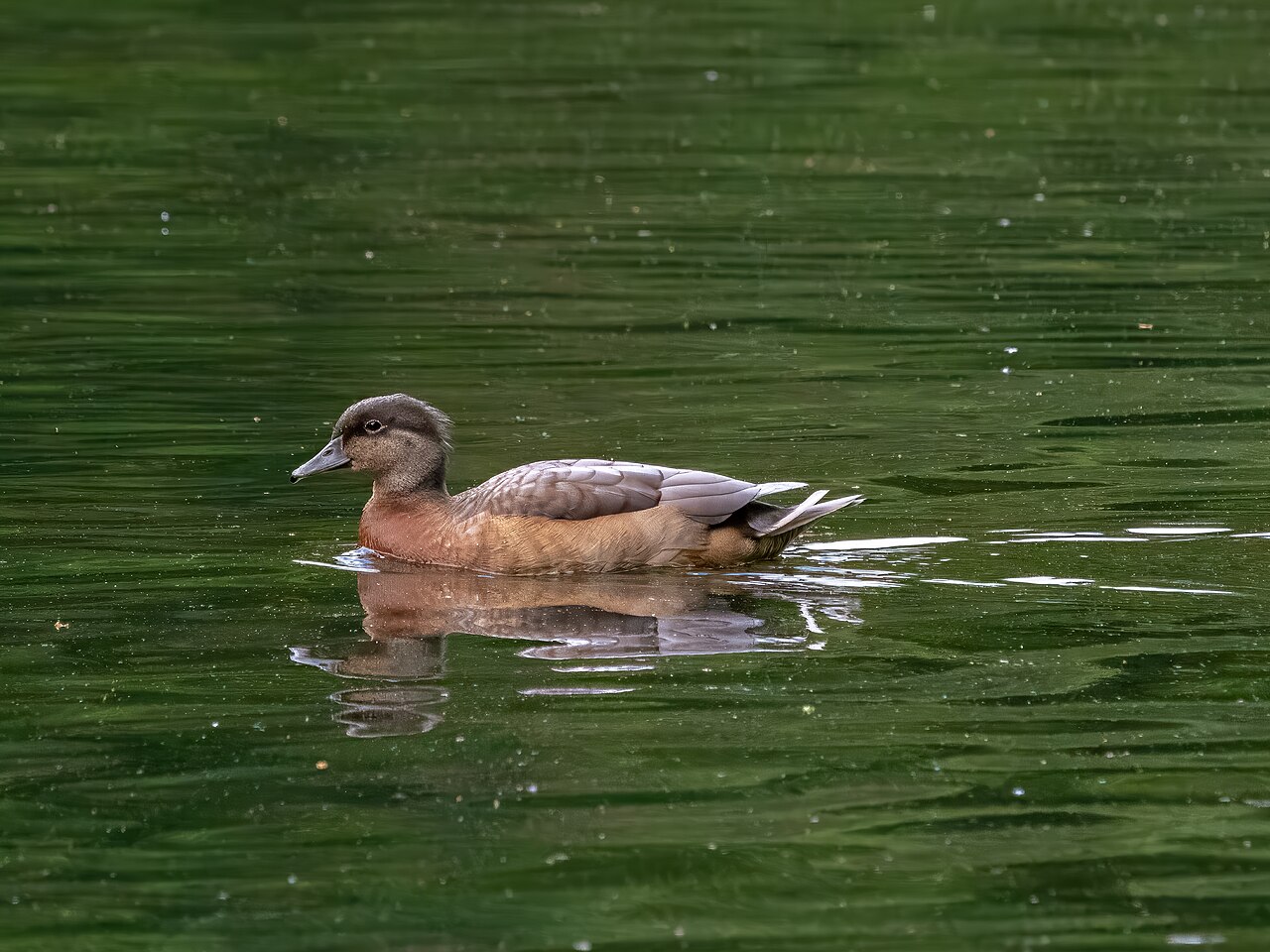 Female Pochard (Red-crested) (hen)