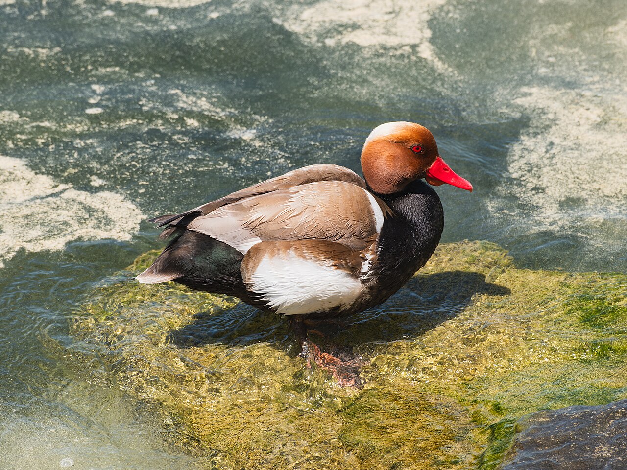 Photo of a Pochard (Red-crested) (drake)
