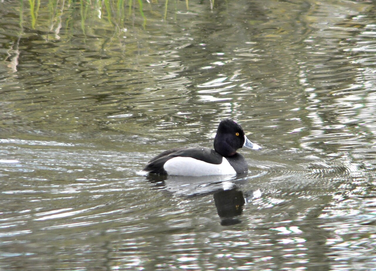 Photo of a Ring-necked Duck (drake)