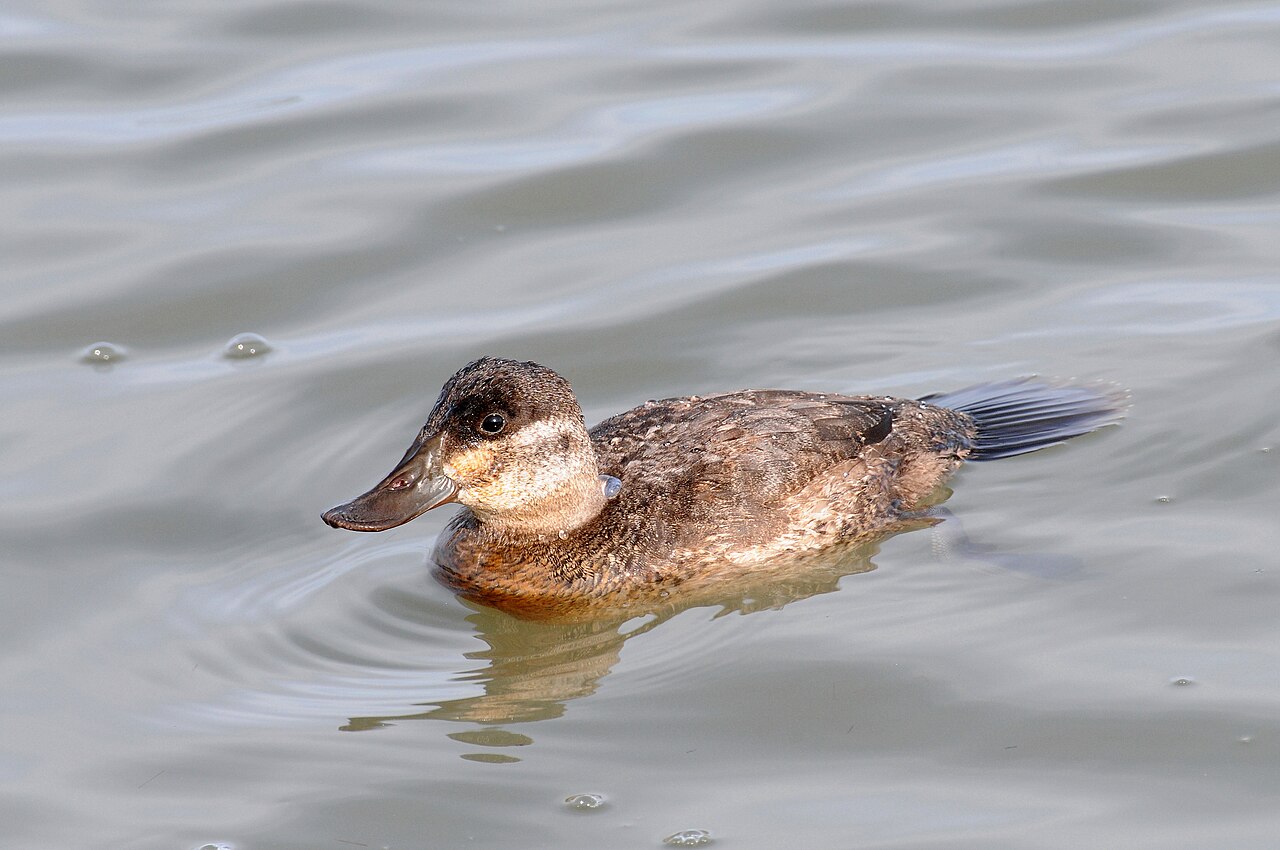 Female Ruddy Duck (hen)