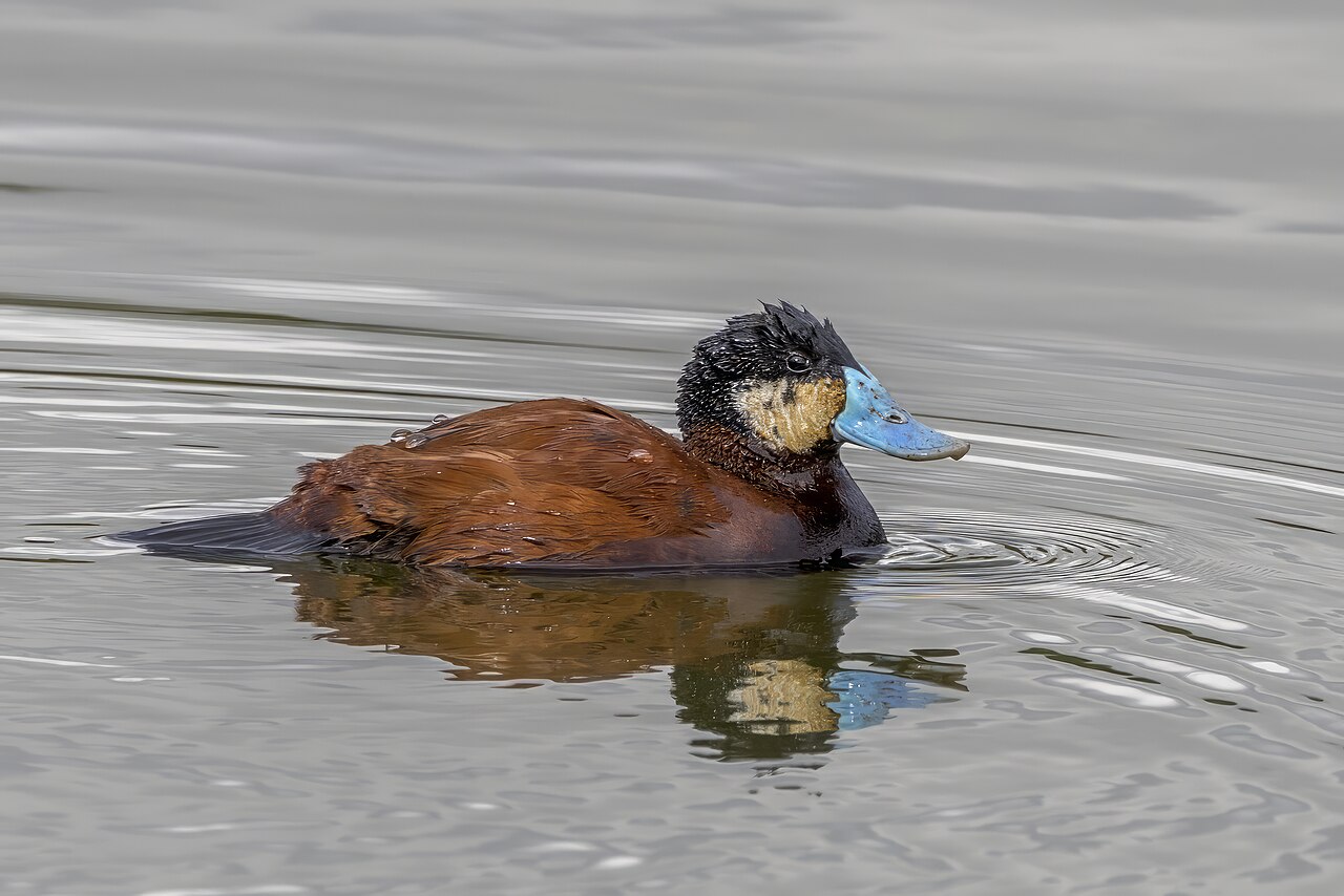 Photo of a Ruddy Duck (drake)