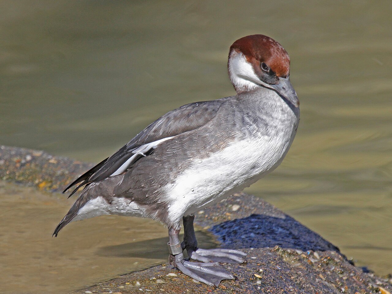 Female Smew (hen)