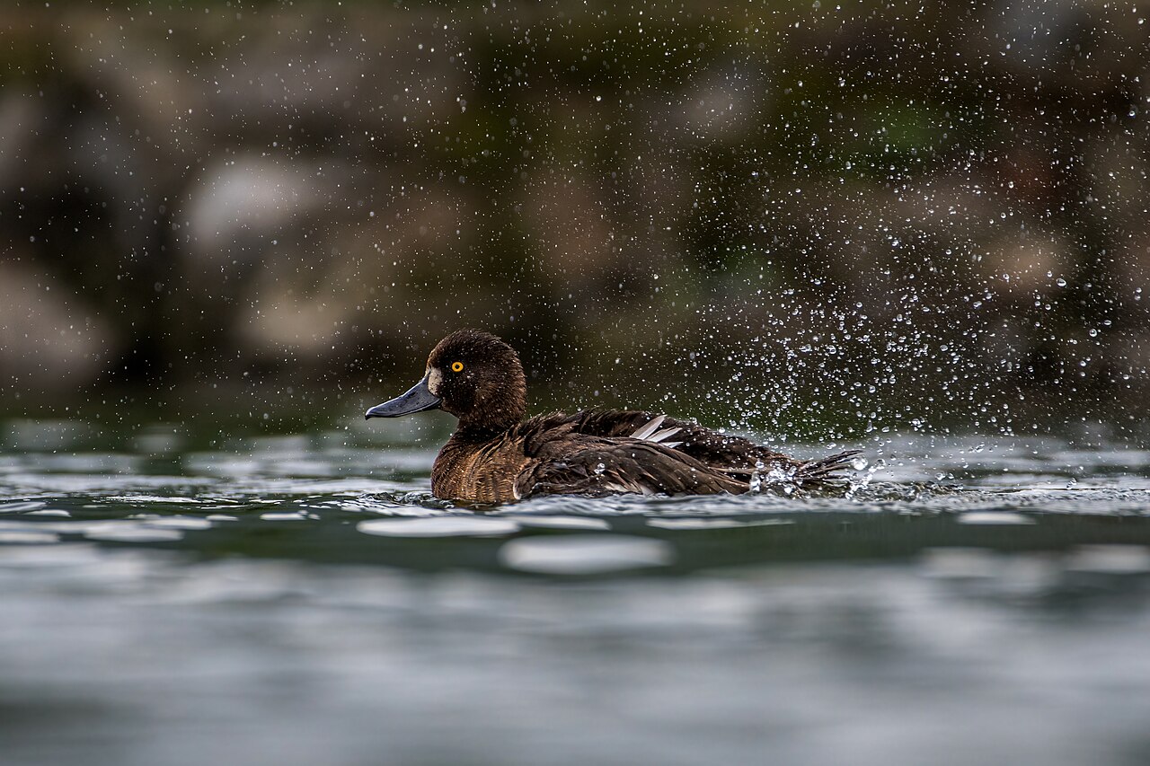 Female Tufted Duck (hen)