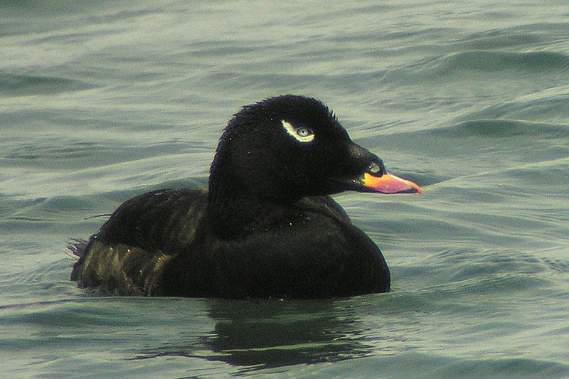 Velvet Scoter
